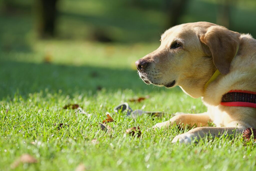 dog